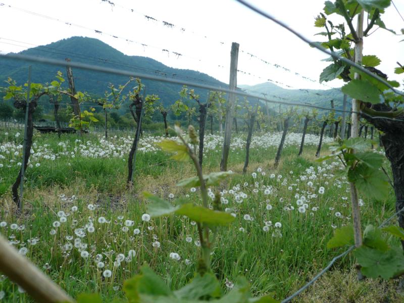 Weingarten in der Wachau